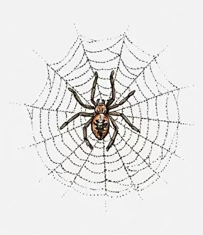 Spider Web Gallery: Illustration of spider in web