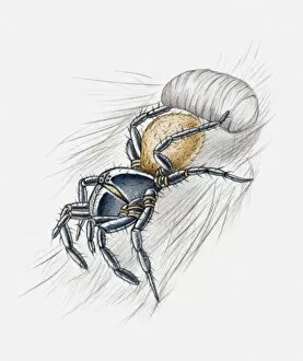 Images Dated 20th May 2010: Illustration of a spider wrapping its prey in a silken cocoon