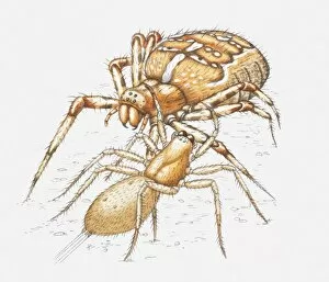 Images Dated 20th May 2010: Illustration of two spiders fighting each other