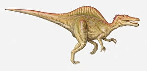 Images Dated 14th April 2010: Illustration of a Spinosaurus, Cretaceous period