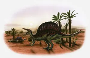 Lying Down Prints: Illustration of two Spinosaurus dinosaurs in prehistoric landscape