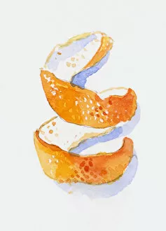 Images Dated 14th November 2008: Illustration of spiral of orange peel