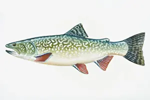 Mouth Open Prints: Illustration of Splake (Salvelinus namaycush X Salvelinus fontinalis)
