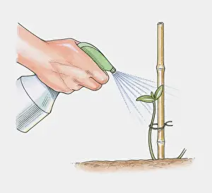 Bamboo Prints: Illustration of spraying water over seedling attached to bamboo support