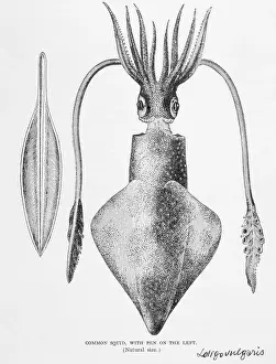Squid Prints: Illustration of a Squid, Loligo vulgaris