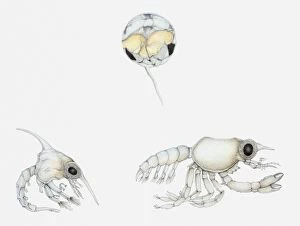 Illustration of stages in the life cycle of a crab, showing egg, zoea, and megalopa