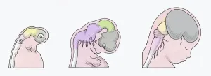 Prints of Illustration of three stages of Neurogenesis responsible for populating growth of brain in human embryo The Human Brain Prints: Illustration of three stages of Neurogenesis responsible for populating growth of brain in human embryo
