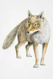 Images Dated 12th September 2006: Illustration, standing Coyote (Canis latrans), front view