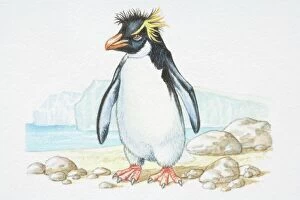 Aquatic Gallery: Illustration, standing Rockhopper Penguin (Eudyptes chrysocome), side view