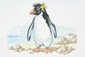 Antarctica Prints: Illustration, standing Rockhopper Penguin (Eudyptes chrysocome), side view