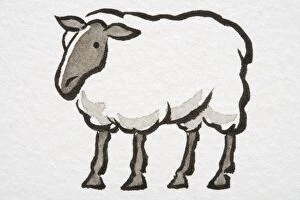 Artiodactyla Gallery: Illustration, standing Sheep, side view