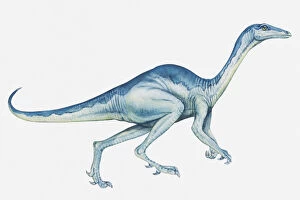 Illustration of a Stenonychosaurus, late Cretaceous period