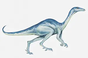Cretaceous Prints: Illustration of a Stenonychosaurus, late Cretaceous period