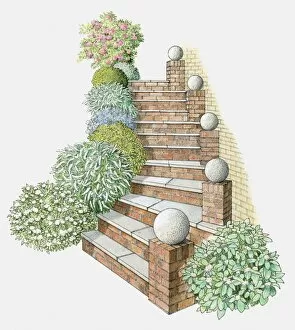 Steps And Staircases Gallery: Illustration of steps flanked by rounded plants