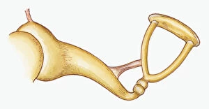 Illustration of stirrup-shaped stapes in middle ear of Epitheria