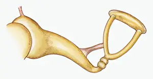 Middle Prints: Illustration of stirrup-shaped stapes in middle ear of Epitheria