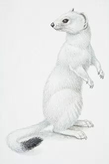 Illustration, Stoat or Ermine (Mustela erminea) standing on hind legs and turning its head back to look behind it