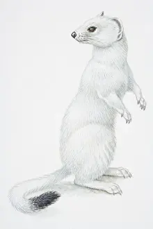 Looking Away Prints: Illustration, Stoat or Ermine (Mustela erminea) standing on hind legs and turning its head back to look behind it