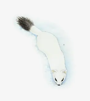 Illustration of Stoat (Mustela erminea) in white winter fur with black tip to tail