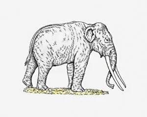 Images Dated 10th May 2011: Illustration of Straight-tusked Elephant (Palaeoloxodon antiquus) from Pleistocene epoch