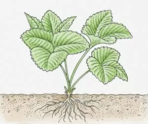 Images Dated 4th April 2011: Illustration of strawberry plant with roots
