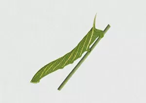 Illustration of Streaked Sphinx (Protambulyx strigilis) caterpillar on green stem