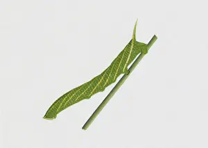 Illustration of Streaked Sphinx (Protambulyx strigilis) caterpillar on green stem