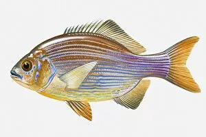 Images Dated 29th April 2008: Illustration of Striped Seaperch (Embiotoca lateralis) fish