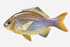 Ink And Brush Prints: Illustration of Striped Seaperch (Embiotoca lateralis) fish