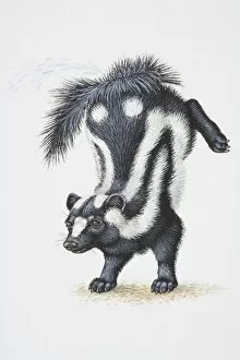 Images Dated 30th August 2006: Illustration, Striped Skunk (Mephitis mephitis) standing on forelegs with its hind legs thrown up