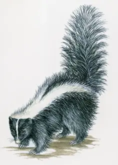 Illustration of Striped Skunk (Mephitis mephitis) with black body and white stripe along each side