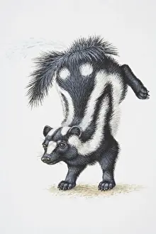 Balancing Prints: Illustration, Striped Skunk (Mephitis mephitis) standing on forelegs with its hind legs thrown up in the air