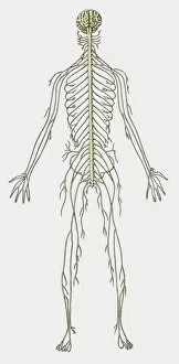 Illustration of structure of human nervous system