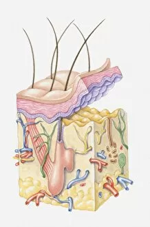 Illustration of structure of human skin and hair