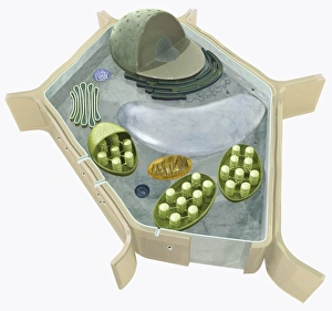 Illustration of the structure of a plant cell, including nucleus, nucleolus, ribosome, endoplasmatic Images Dated 24th November 2009: Illustration of the structure of a plant cell, including nucleus, nucleolus, ribosome, endoplasmatic
