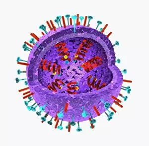 Images Dated 24th November 2009: Illustration of the structure of a virus