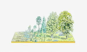 Change Gallery: Illustration of successive development of flora in a temperate forest region, from mosses
