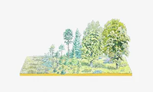 Development Collection: Illustration of successive development of flora in a temperate forest region, from mosses