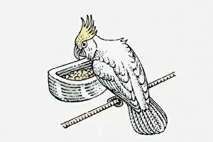 Captivity Collection: Illustration of Sulphur-crested Cockatoo (Cacatua galerita) on perch and feeding on seeds