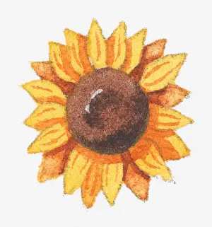 Illustration of a sunflower