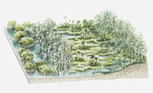 Flooded Prints: Illustration of swamp flora containing Taxodium distichum (Stunted bald cypress)