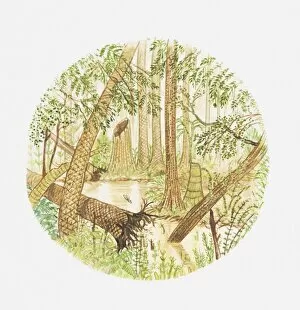 Images Dated 23rd July 2010: Illustration of swamp flora with uprooted tree