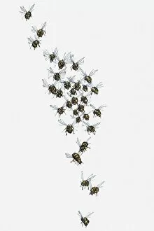 Illustration of swarm of bees in flight