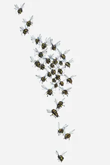 Images Dated 10th June 2010: Illustration of swarm of bees in flight