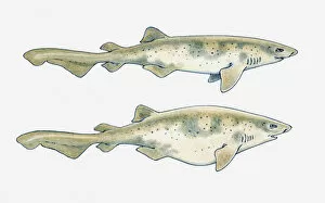 Images Dated 15th May 2017: Illustration of a Swell shark (Cephaloscyllium ventriosum) showing normal body shape