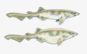 Sea Life Prints: Illustration of a Swell shark (Cephaloscyllium ventriosum) showing normal body shape and with inflated stomach
