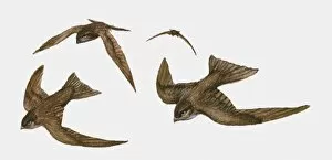 Images Dated 1st March 2010: Illustration of four Swifts (Apus apus) in flight