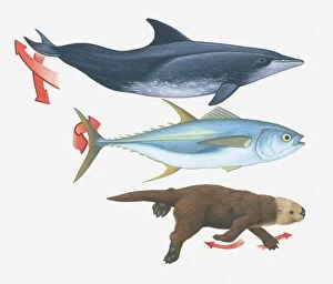 Images Dated 22nd March 2011: Illustration of swimming patterns of a whale, fish and an otter