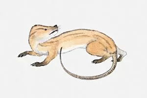 Illustration of a synapsid pre-historic mammal