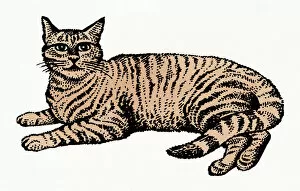 Images Dated 4th December 2008: Illustration of tabby cat